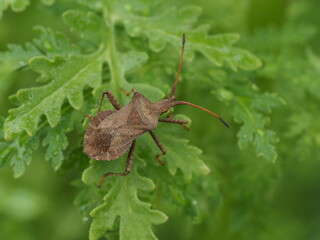 Die große braune Lederwanze krabbelt auf einer Pflanze