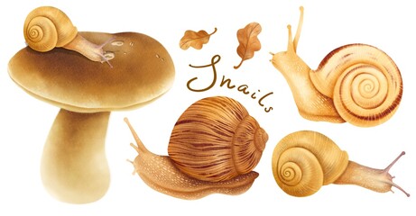 Snails with autumn forest elements illustration watercolor styles © b.illustrations