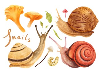 Snails with autumn forest elements illustration watercolor styles © b.illustrations