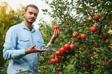 Happy farmer man picking apples from an apple tree in garden at harvest time