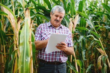 Farmer in the field checking corn plants during a sunny summer day, agriculture and food production concept