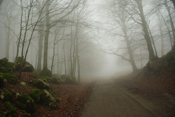 Naklejka premium Trees in a forest in spring with fog and moss on the rocks