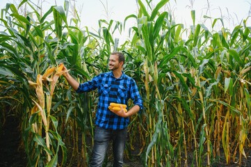 A farmer checks the tall corn crop before harvesting. Agronomist in the field