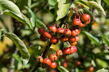 Berry apple fruits on a branch in the garden. Malus baccata