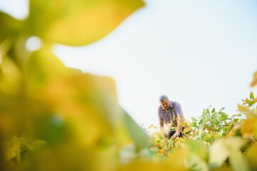 Portrait of senior hardworking farmer agronomist standing in soybean field checking crops before harvest. Organic food production and cultivation.