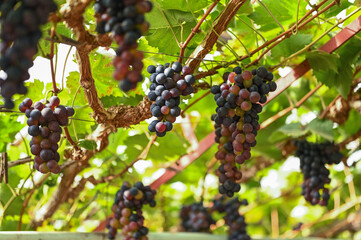 Grapes in a traditional greenhouse, Hoeilaart, Belgium