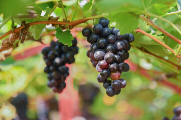 Grapes in a traditional greenhouse, Hoeilaart, Belgium