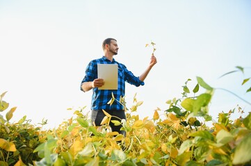 A farmer agronomist inspects soybeans growing in a field. Agriculture