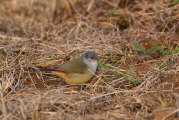 Yellow-bellied Waxbill - Coccopygia quartinia, beautiful colored perching bird from African meadows and grasslands, Bale mountains, Ethiopia.