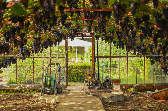 Grapes in a traditional greenhouse, Hoeilaart, Belgium