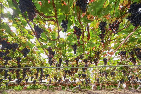Grapes in a traditional greenhouse, Hoeilaart, Belgium