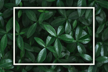 Dark background image. Carpet of periwinkle plant leaves with white rectangular frame. Top view. Flat lay, copy space