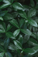 Dark background image. Carpet of periwinkle plant leaves. Top view. Flat lay, copy space. Vertical