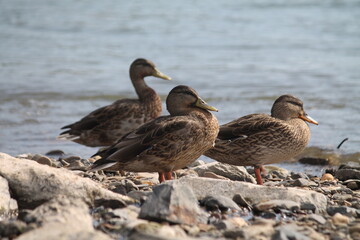 Enten