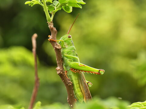 grasshopper on a leaf