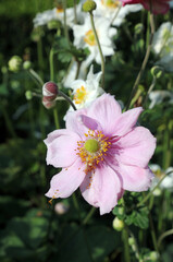 Close up of a pink Grape leaf anemone flower, Derbyshire England
