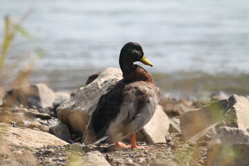 Ente