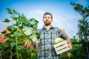 farmer harvesting vegetables in garden organic farming concept