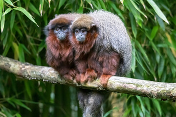 Couple de Titi roux	