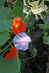 Sunlit Morning Glory, Nasturtium and honeysuckle flowers, Derbyshire England