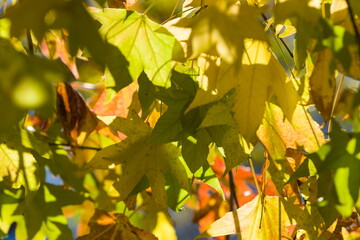 紅葉した楓の木漏れ日