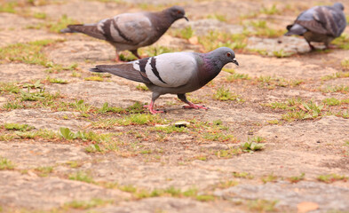 Walking Doves on The Stone Fields