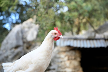 cria de gallina