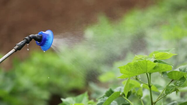 close view of spraying pesticides at agriculture field.