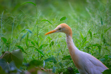  Cattle Egret or known as the bubulcus Ibis Standing Firmly near the plants for insects and pest

