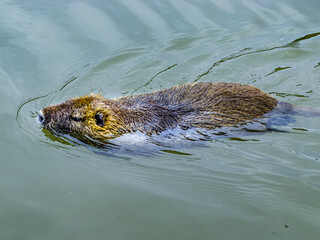 Close-up shot of a semi-aquatic giant herbivore nutria swimming in the river  in Tuscany, Italy
