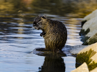 Close-up shot of a semi-aquatic giant herbivore nutria by the river located in Tuscany, Italy.