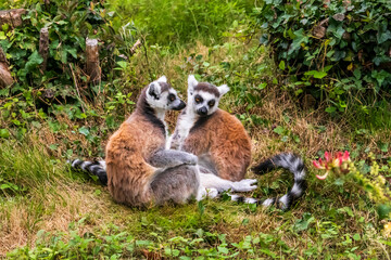 Couple de maki catta à queue zébrée