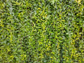 green leaves background