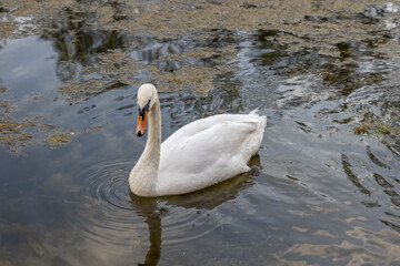 White swan swims on the river