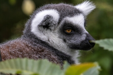 Portrait de maki catta