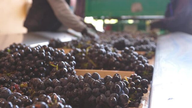 grape selection process in a wine cellar, unrecognizable workers, slow motion shot