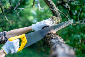 Hand saw in the hands of a woman in working gloves sawing a tree close-up, removing dry old trees...