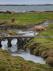Connemara. West Ireland. Cows and narrow ols stone brige at coast.