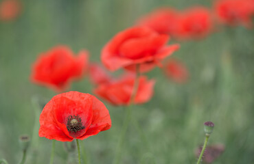 Naklejka premium Red poppies close-up, field of poppies, background