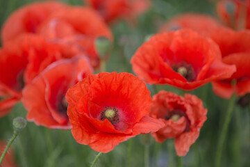 Obraz premium Red poppies close-up, field of poppies, background