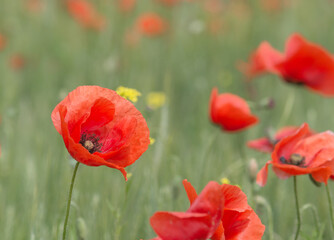 Fototapeta na wymiar Red poppies close-up, field of poppies, background