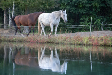 Obraz premium Couple of beautiful horses close up portrait. Loving romantic tender moment at sunset on the meadow