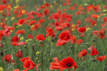 Red poppies close-up, field of poppies, background