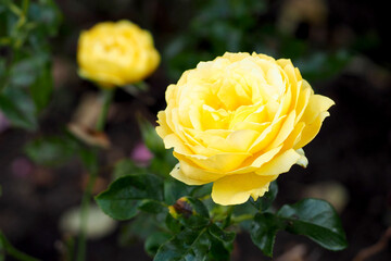 two yellow rosebuds on a background of green leaves in the garden in summer. side view