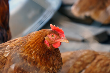 Portrait of a domestic chicken of red color. Selective focus