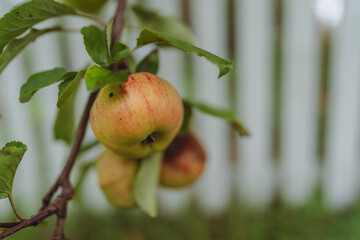 Winter apples hanging on a low branch in front of a picket fence.