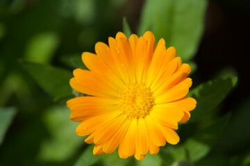 yellow flower with dew drops