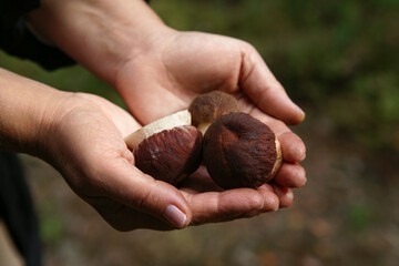Young fresh mushrooms in women's palms. Mushroom concept.