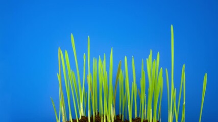 Growth time lapse of green shoots of wheat on a blue background