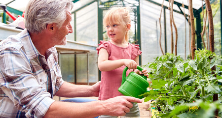 Grandfather With Granddaughter Watering Plants In Greenhouse With Watering Can Together